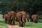 An African elephant parade walking Voi-Tsavo-Kenya Art Print